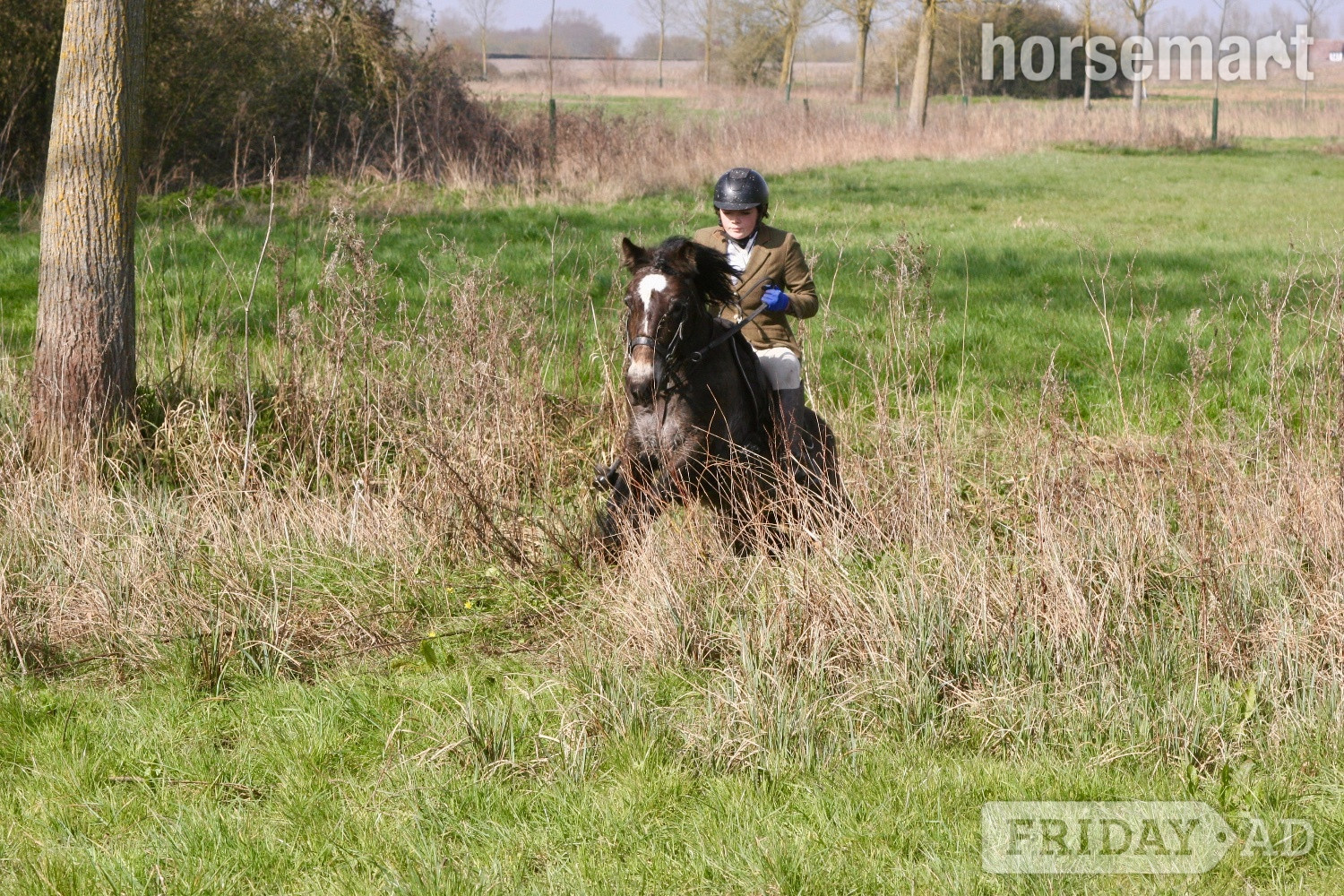 "Tess" Chocolate Dun Mare Pony Club Pony in Hockley