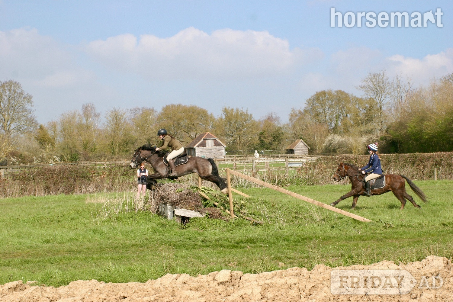 "Tess" Chocolate Dun Mare Pony Club Pony
