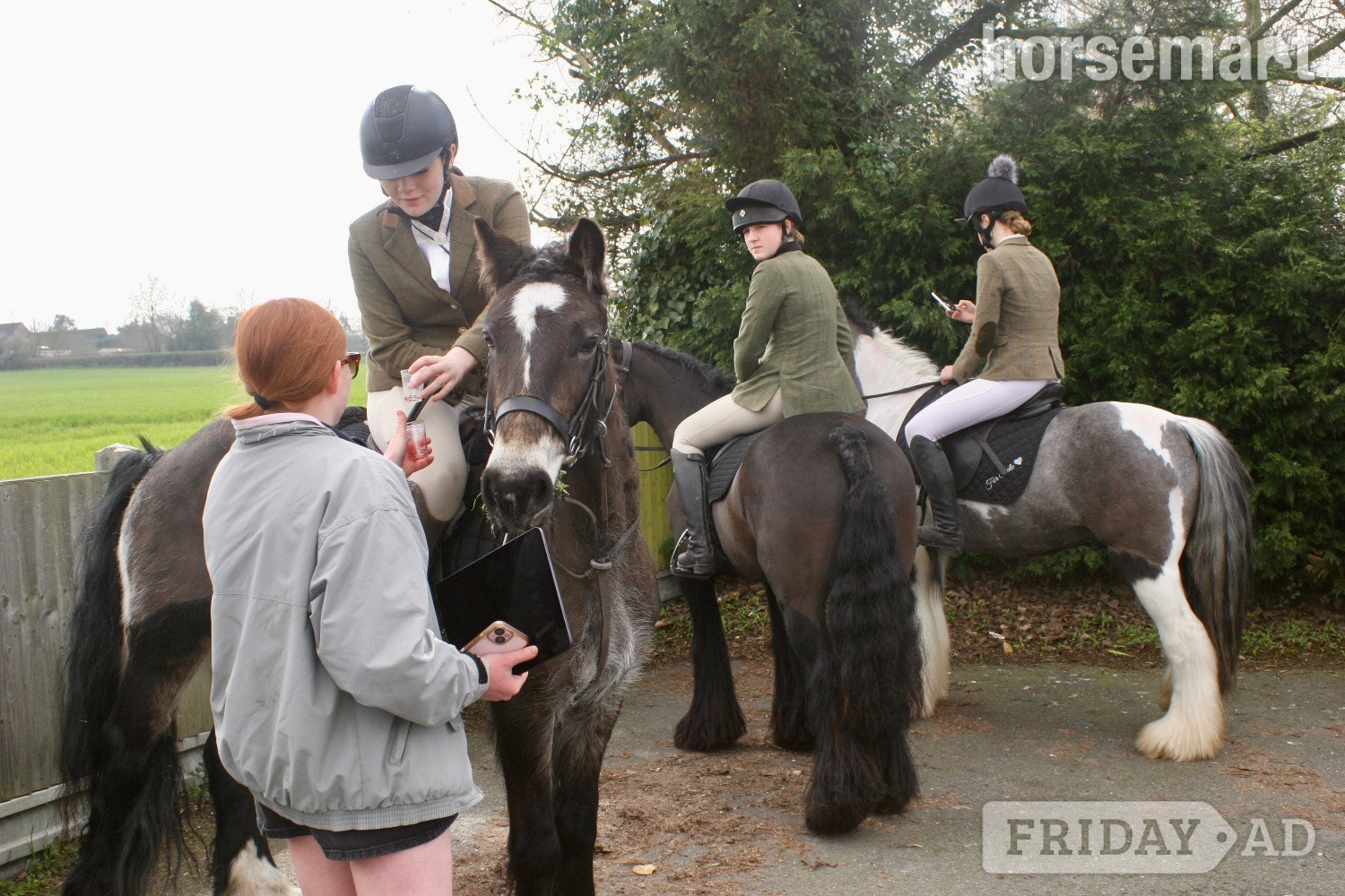 Hockley "Tess" Chocolate Dun Mare Pony Club Pony