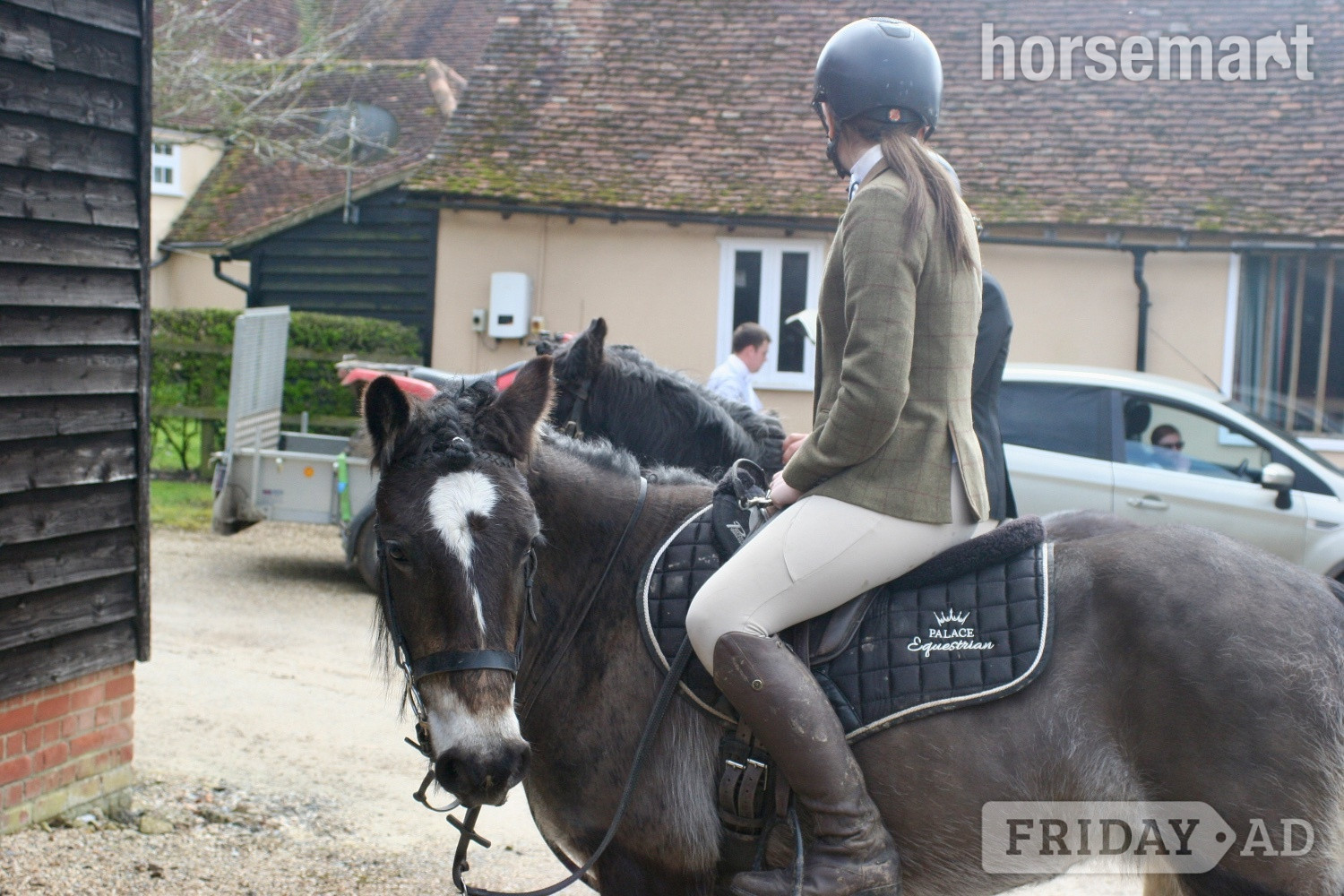 "Tess" Chocolate Dun Mare Pony Club Pony - Horses in Hockley