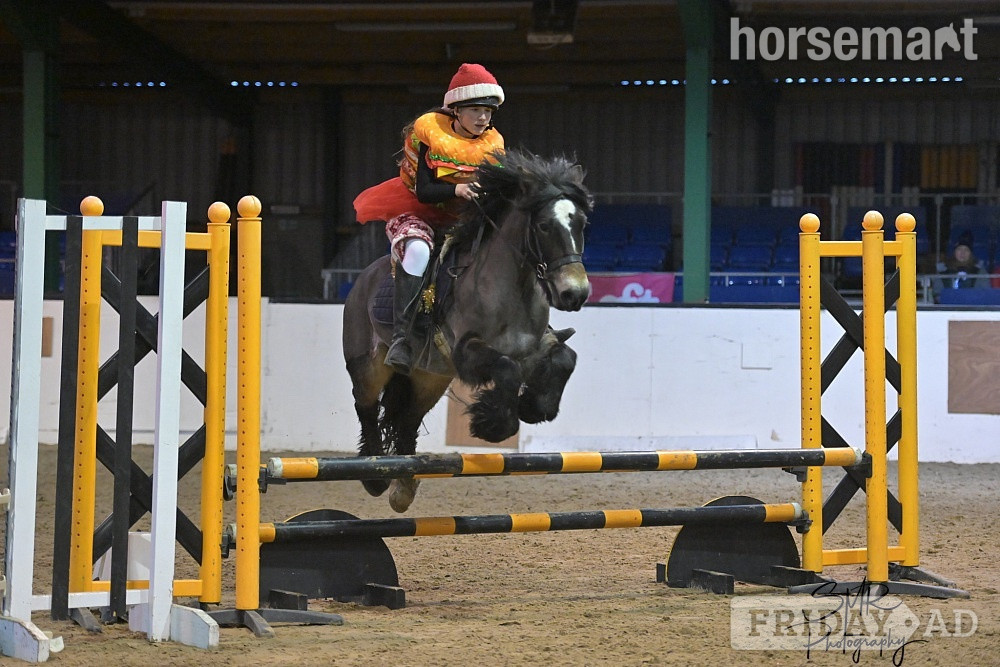 "Tess" Chocolate Dun Mare Pony Club Pony - Horses