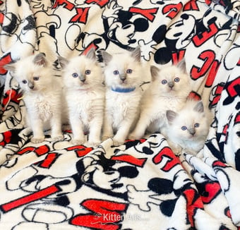 Ragdoll kittens ready 22nd sep