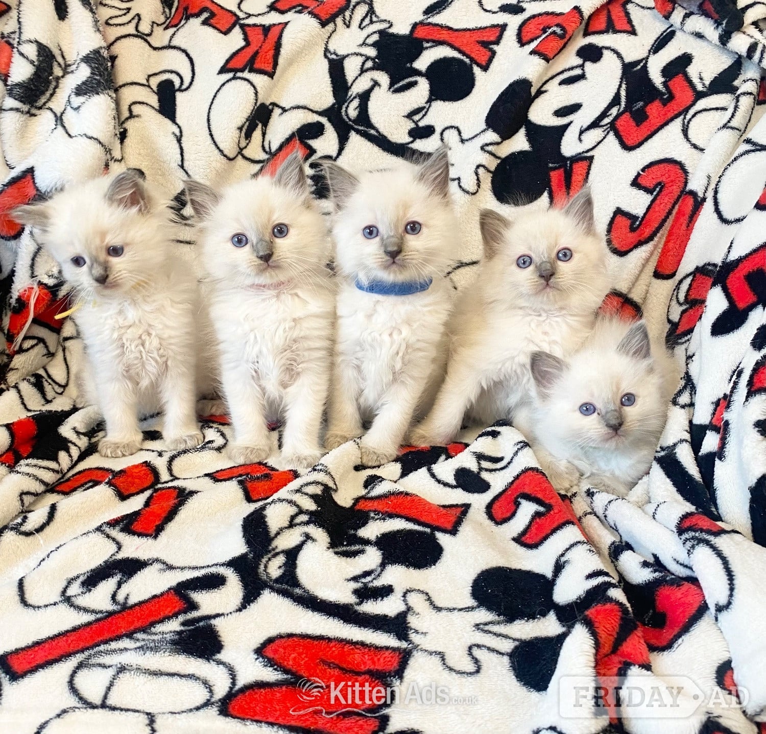 Ragdoll kittens ready 22nd sep in Birmingham