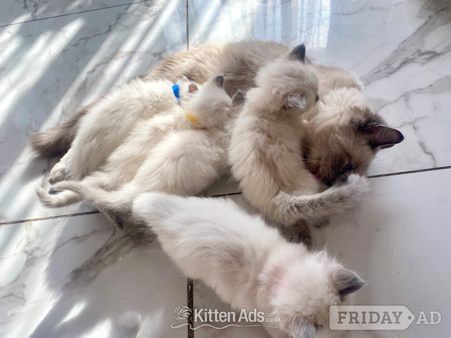 Ragdoll kittens ready 22nd sep