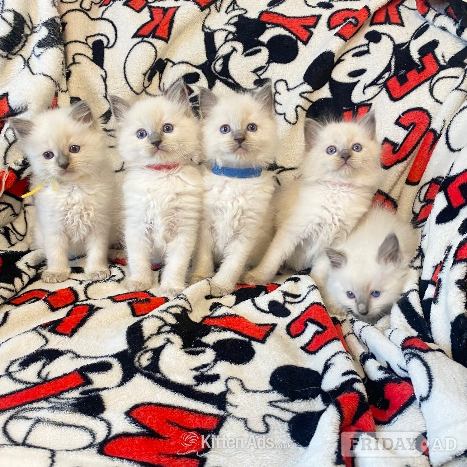 Birmingham Ragdoll kittens ready 22nd sep
