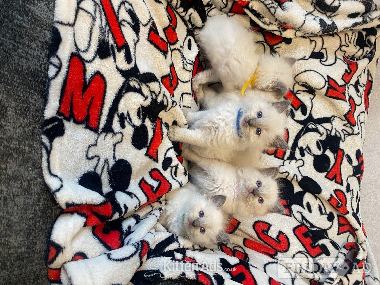Ragdoll kittens ready 22nd sep - Cats & Kittens in Birmingham