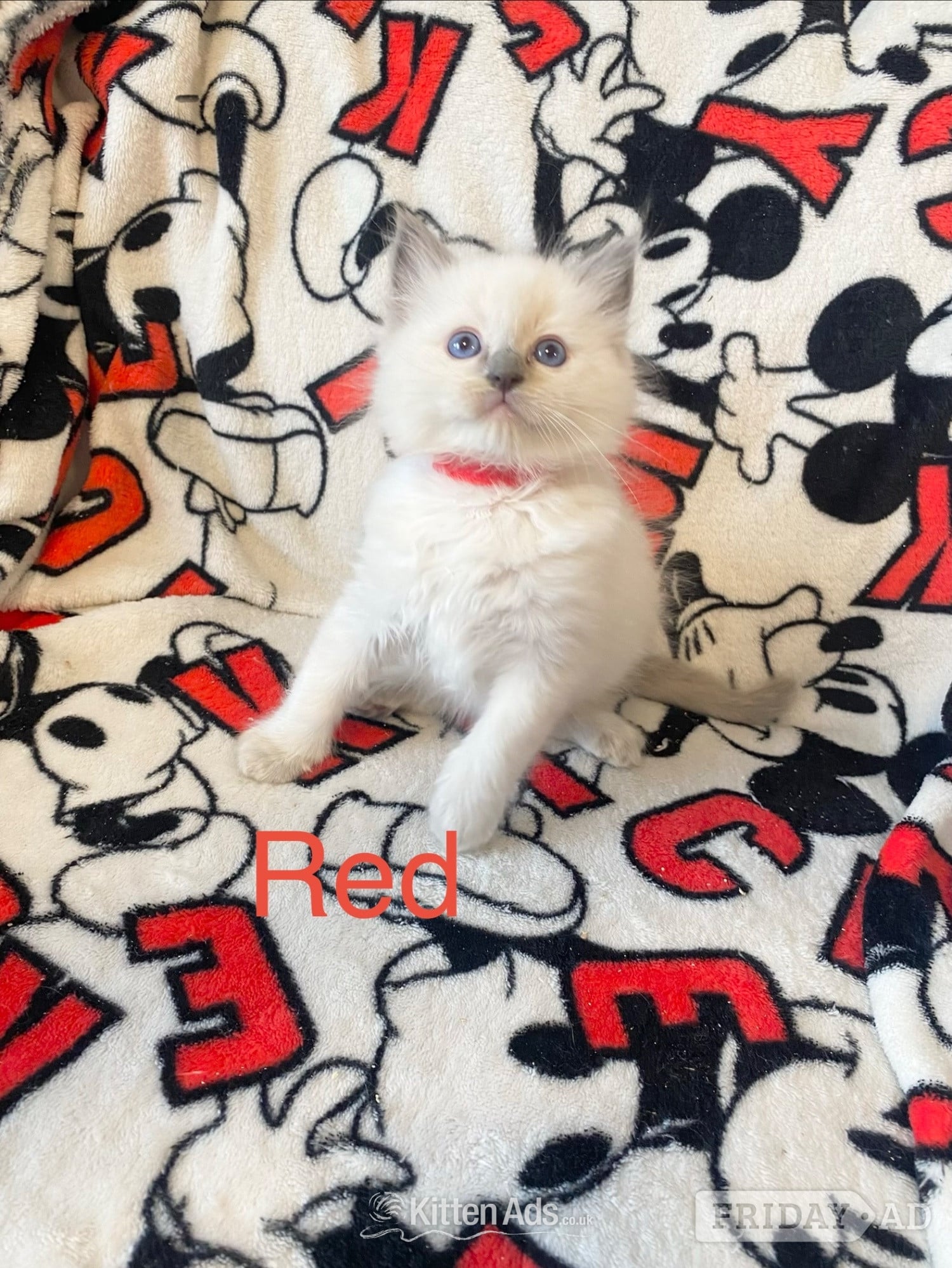 Ragdoll kittens ready 22nd sep - Cats & Kittens
