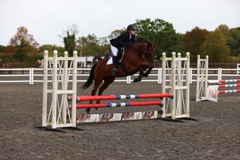 "Lilo" Bay Mare All Rounder
