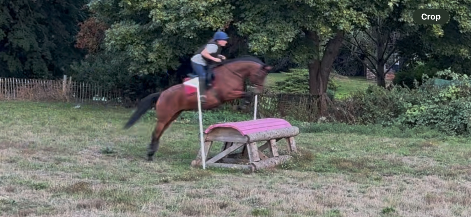 "Lilo" Bay Mare All Rounder - Horses in Worcester