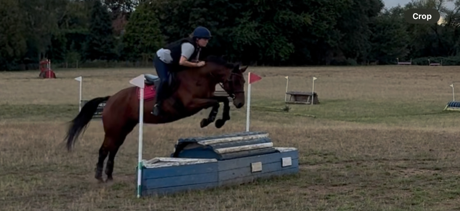 "Lilo" Bay Mare All Rounder - Horses