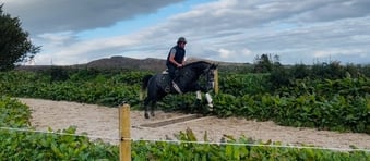 "Mickey Finn" Grey Gelding Hunter