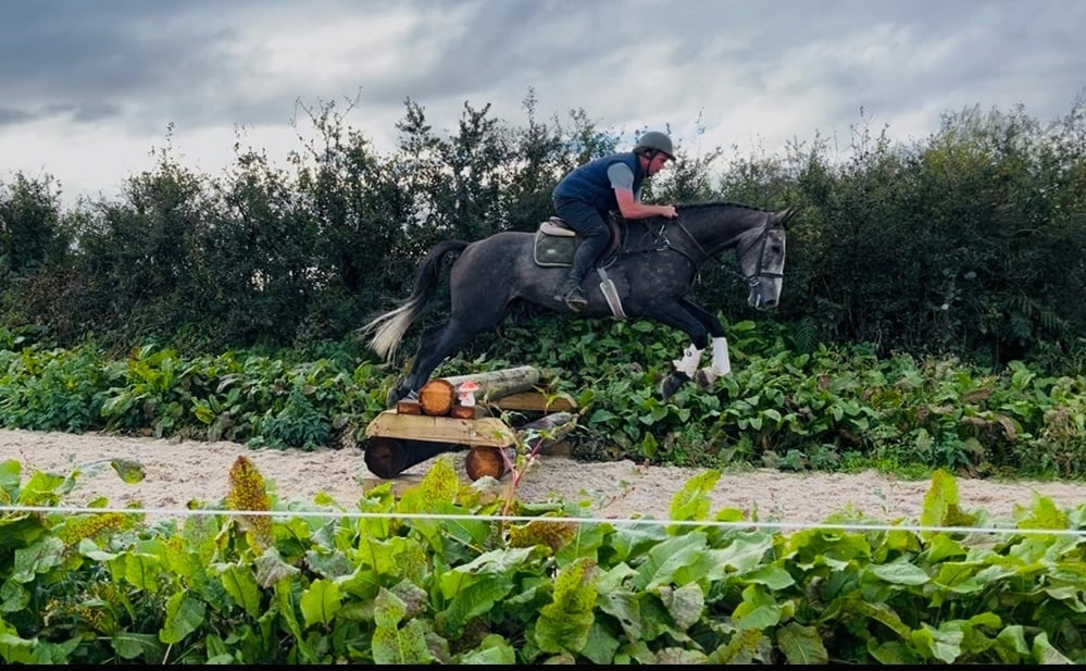 "Mickey Finn" Grey Gelding Hunter