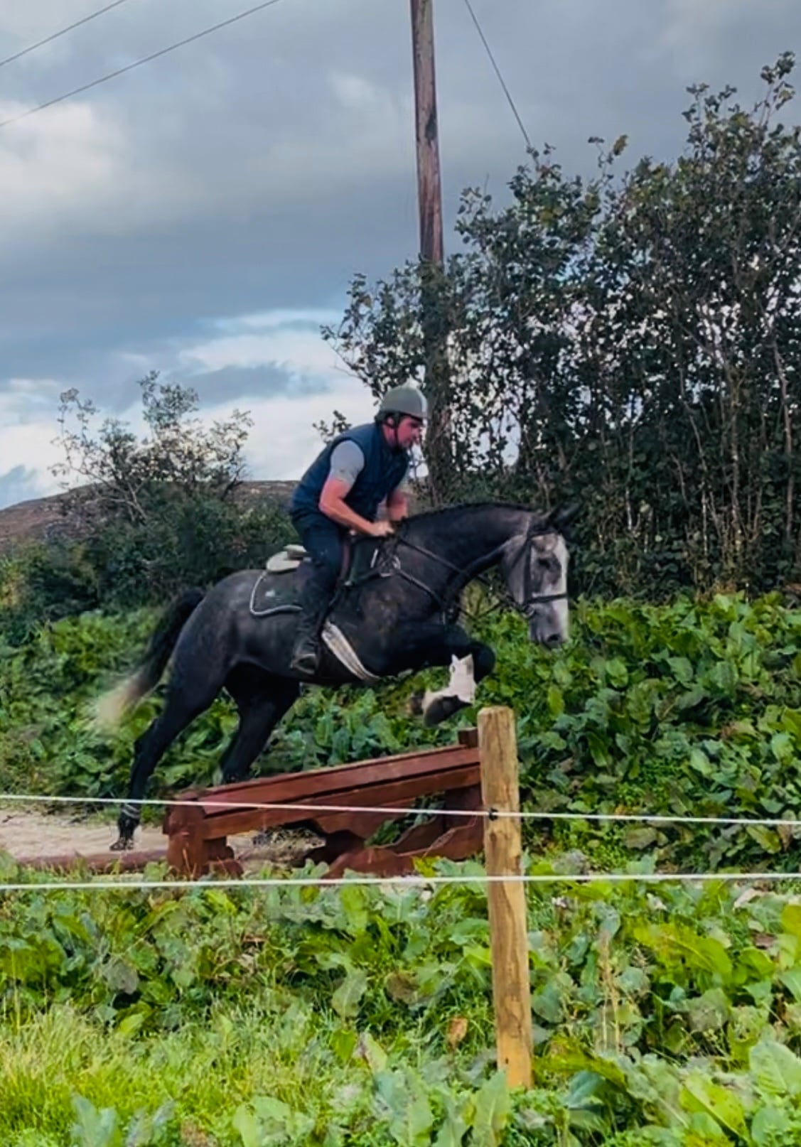 "Mickey Finn" Grey Gelding Hunter - Horses in Collooney