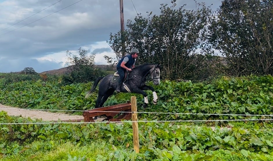 "Mickey Finn" Grey Gelding Hunter - Horses