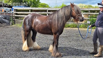 "Rupert" Liver Chestnut Gelding Cob/Heavy Horse