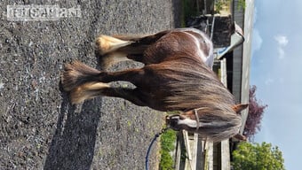 "Rupert" Liver Chestnut Gelding Cob/Heavy Horse