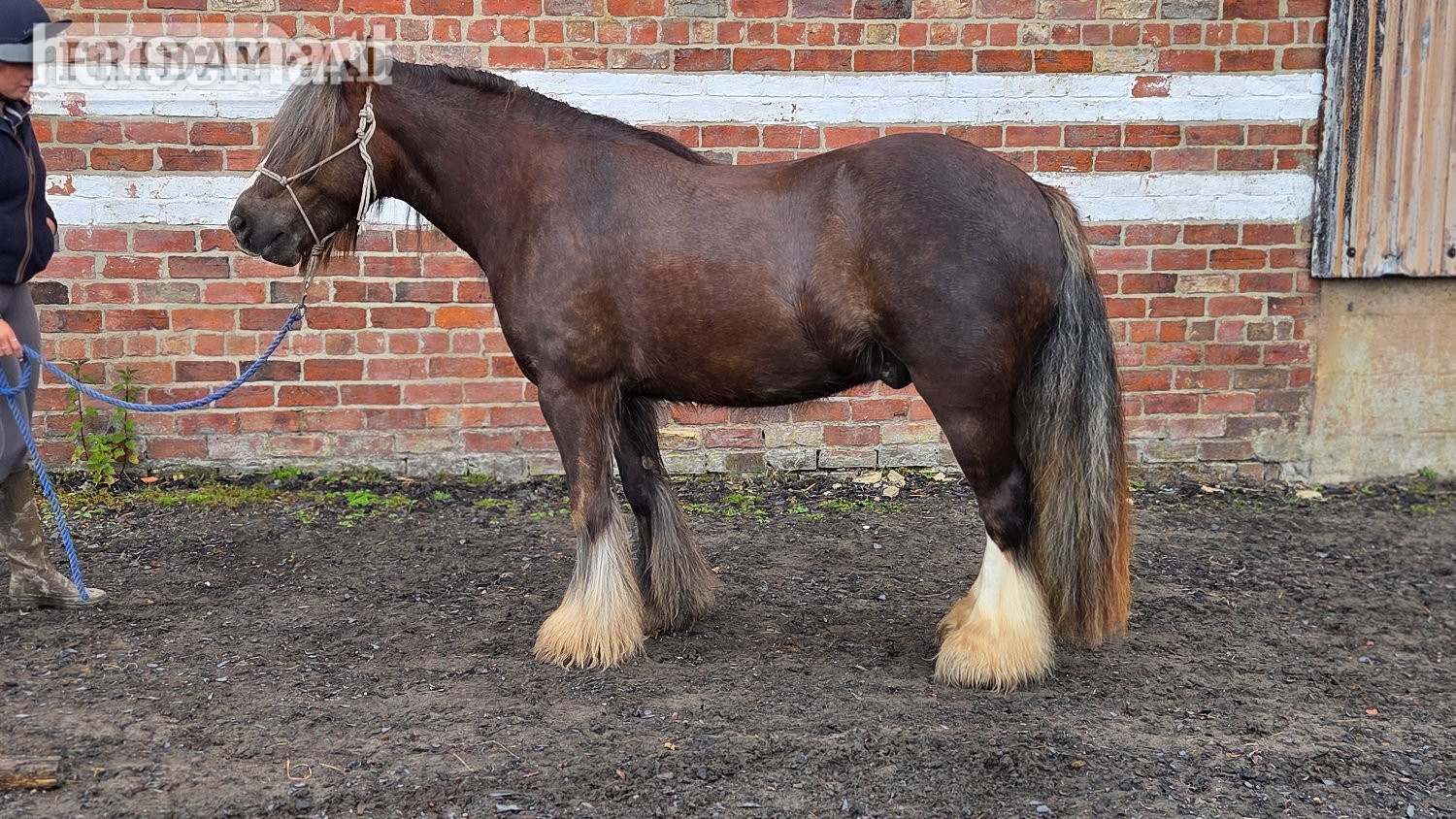 "Rupert" Liver Chestnut Gelding Cob/Heavy Horse