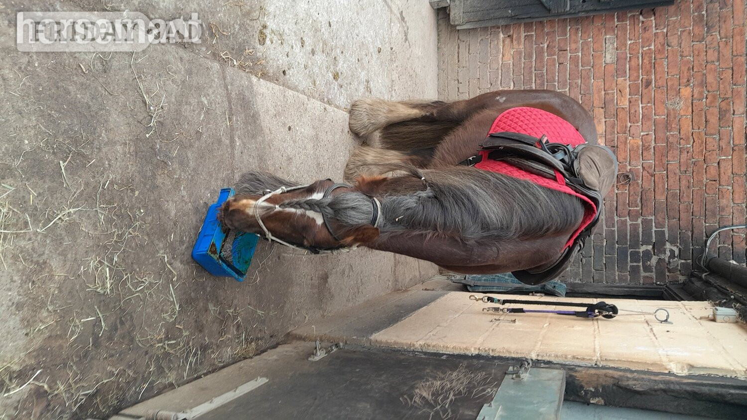 "Rupert" Liver Chestnut Gelding Cob/Heavy Horse - Horses