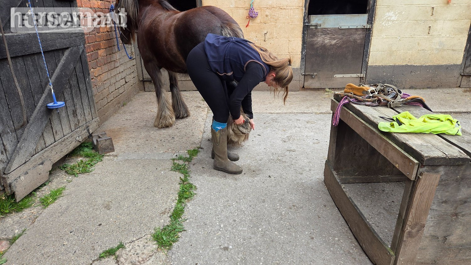 Skidby "Rupert" Liver Chestnut Gelding Cob/Heavy Horse