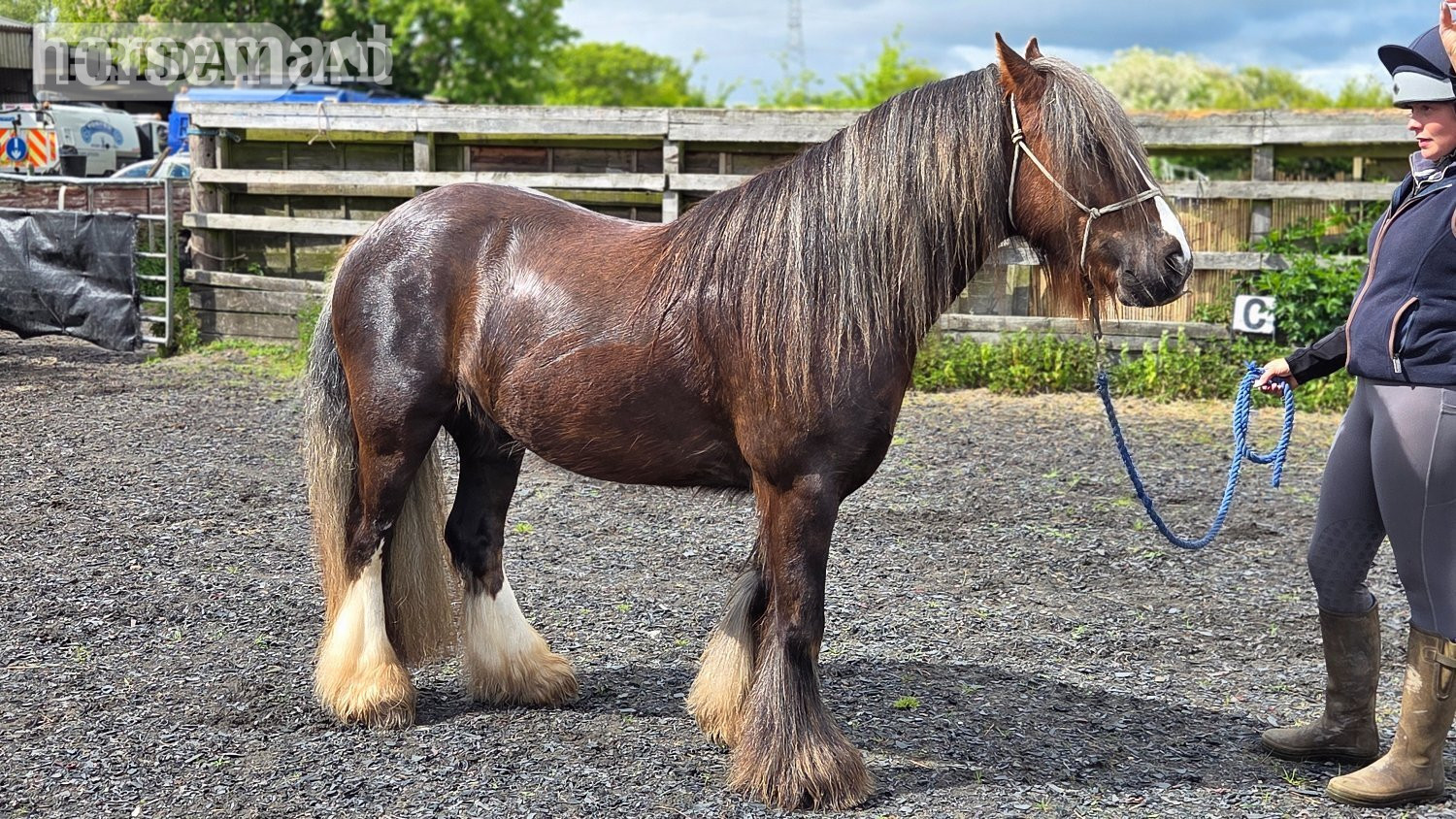 "Rupert" Liver Chestnut Gelding Cob/Heavy Horse in Skidby