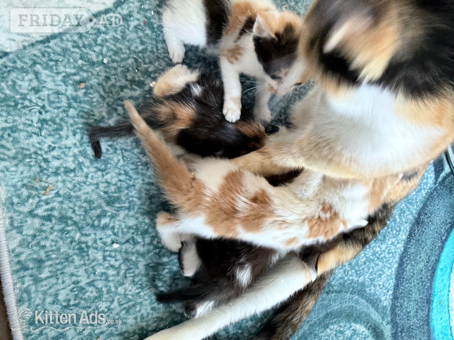 Four kittens two of each  in Bridgwater