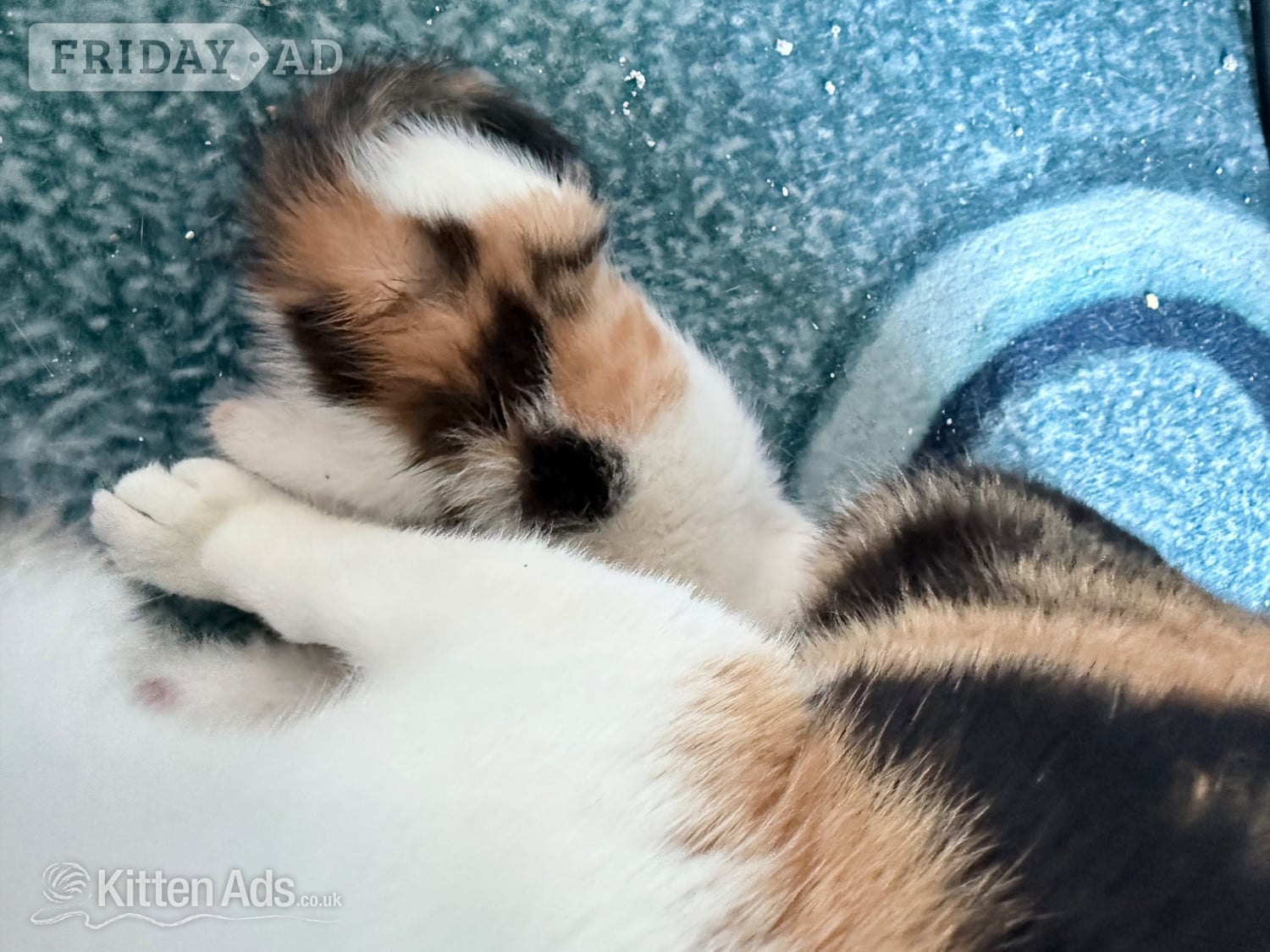 Four kittens two of each  - Cats & Kittens in Bridgwater
