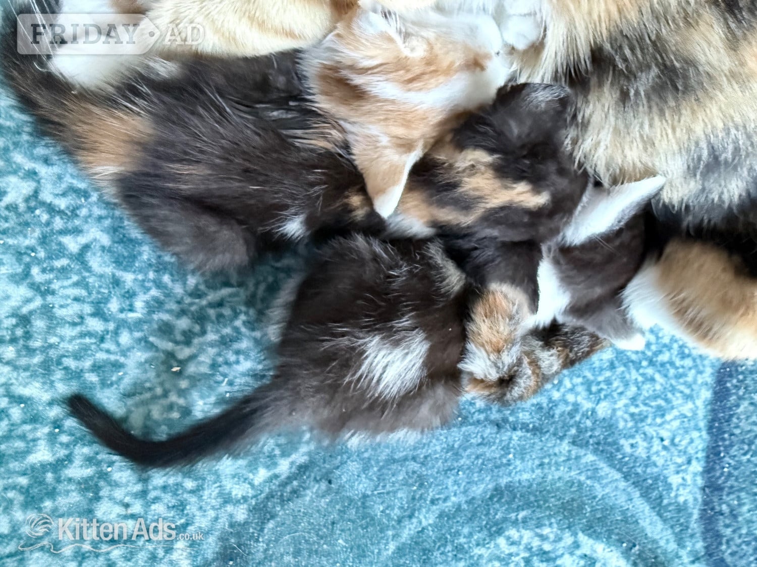 Four kittens two of each  - Cats & Kittens