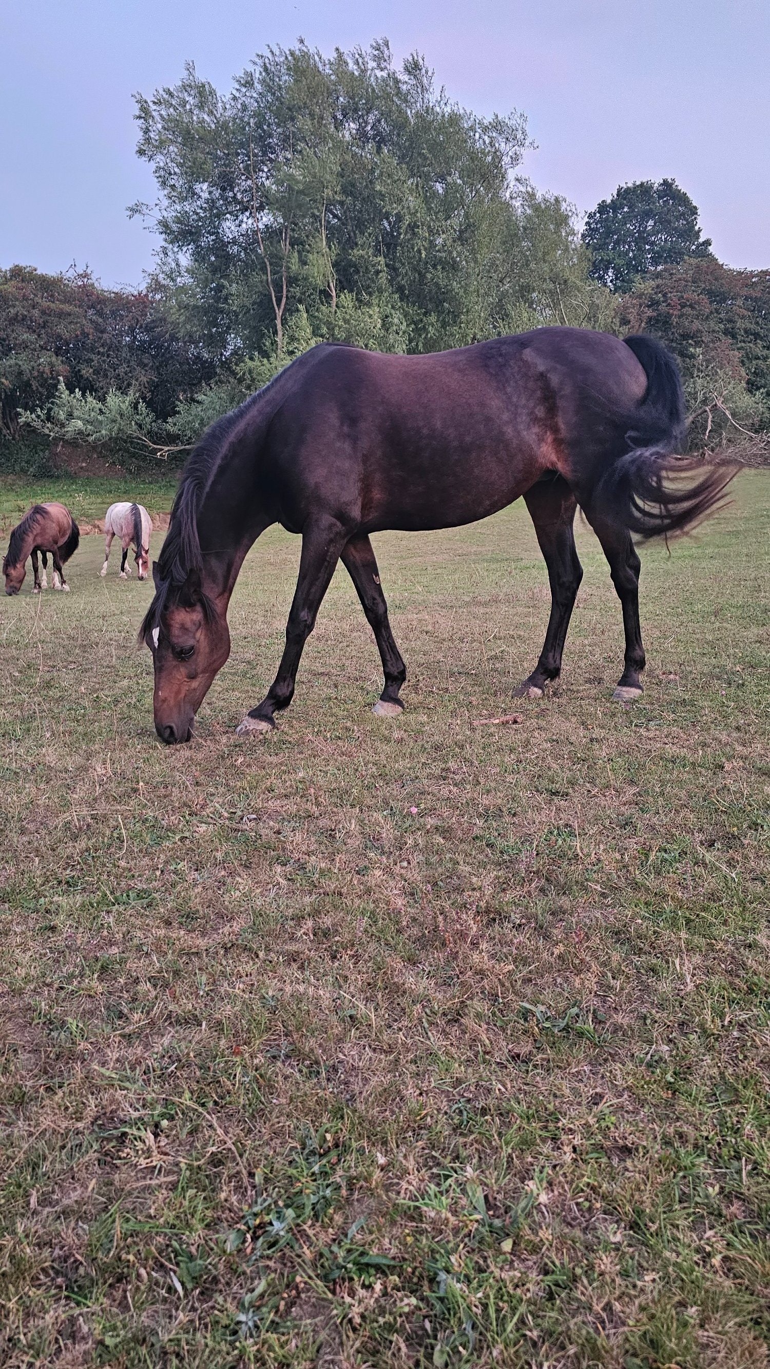 "Bambi" Bay Mare Pony Club Pony - Horses in Wakefield