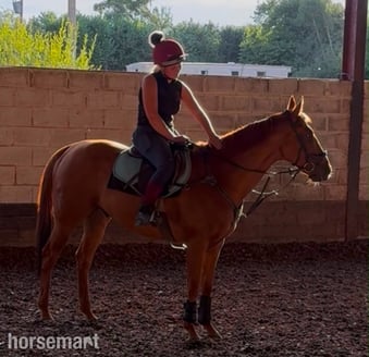 "Poetic Force." Chestnut Gelding Ex Racehorse