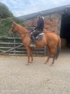 "Poetic Force." Chestnut Gelding Ex Racehorse