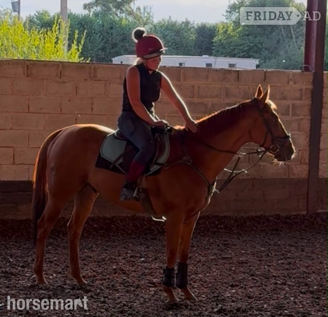 "Poetic Force." Chestnut Gelding Ex Racehorse in Thirsk