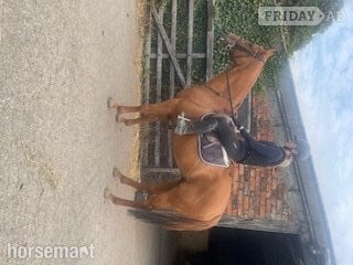 "Poetic Force." Chestnut Gelding Ex Racehorse