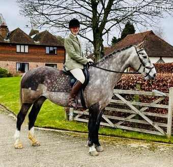 "Wallace" Grey Gelding All Rounder