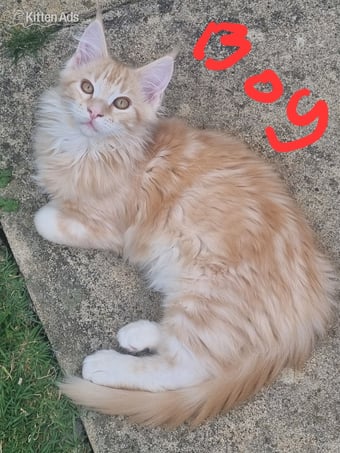 Reduced GCCF registered red and black silver maine coon kittens 