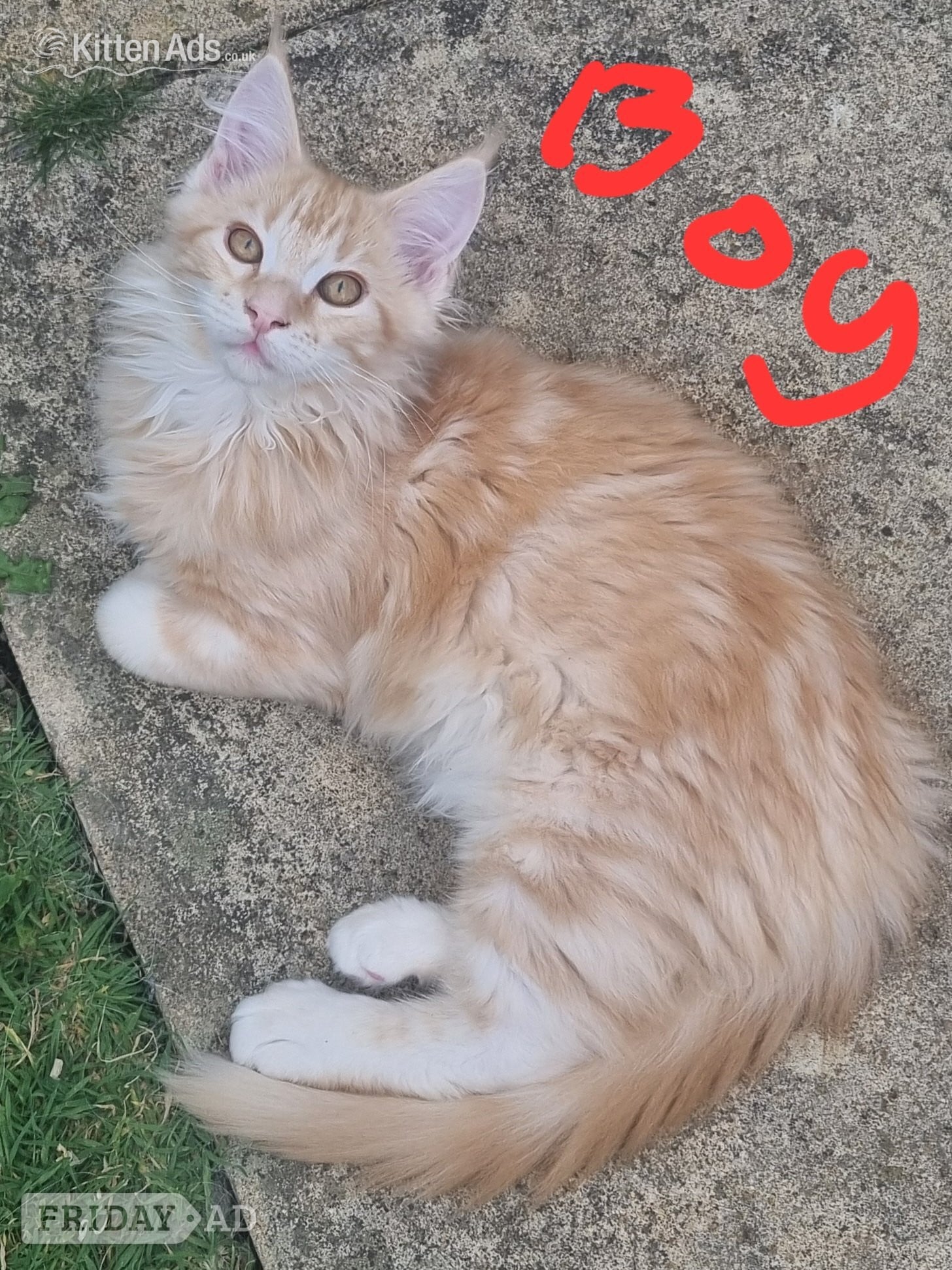 Reduced GCCF registered red and black silver maine coon kittens  in Bristol