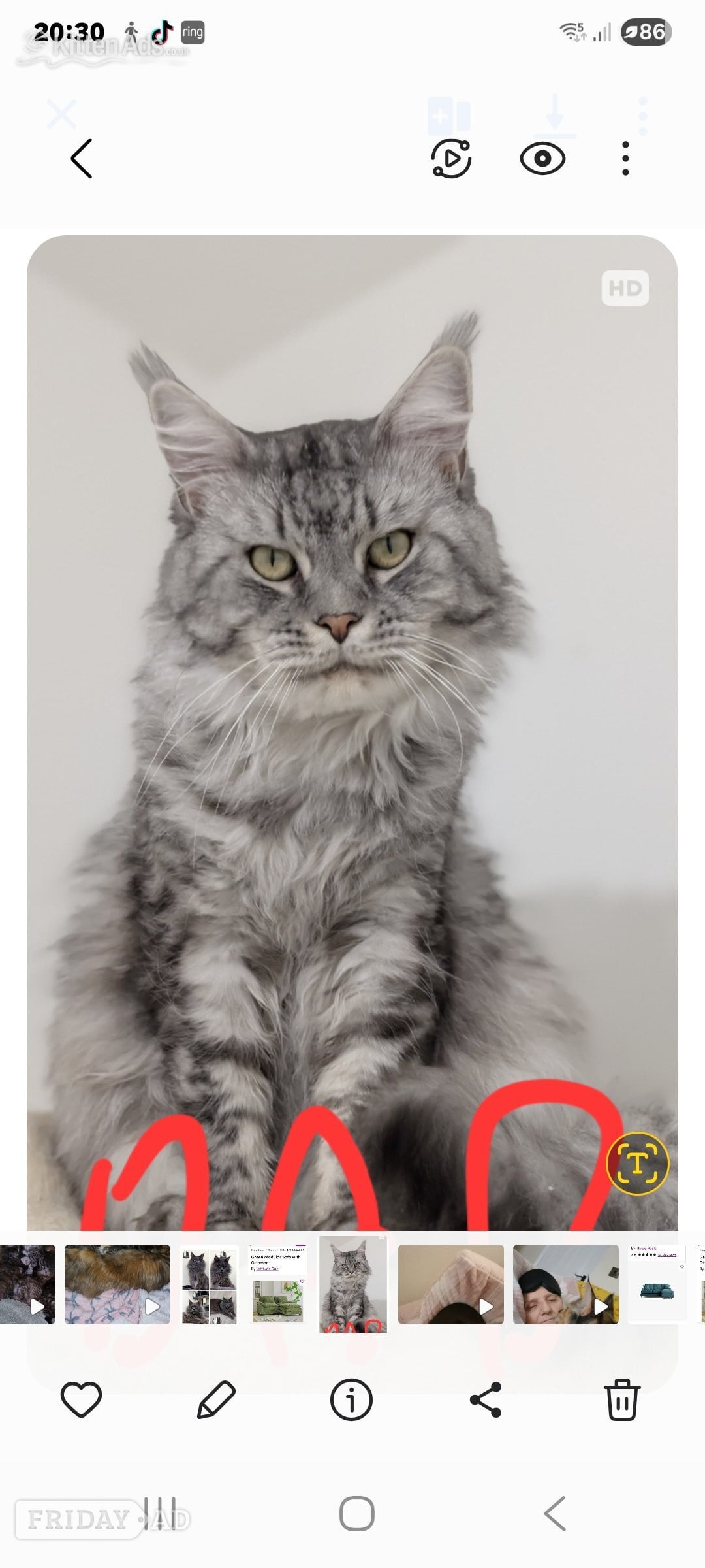 Reduced GCCF registered red and black silver maine coon kittens  - Cats & Kittens