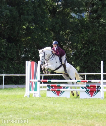 "Tyson" Grey Gelding Young Sport Horse