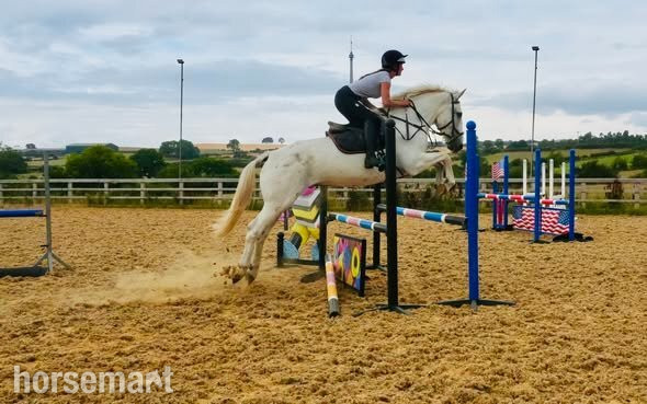 "Tyson" Grey Gelding Young Sport Horse