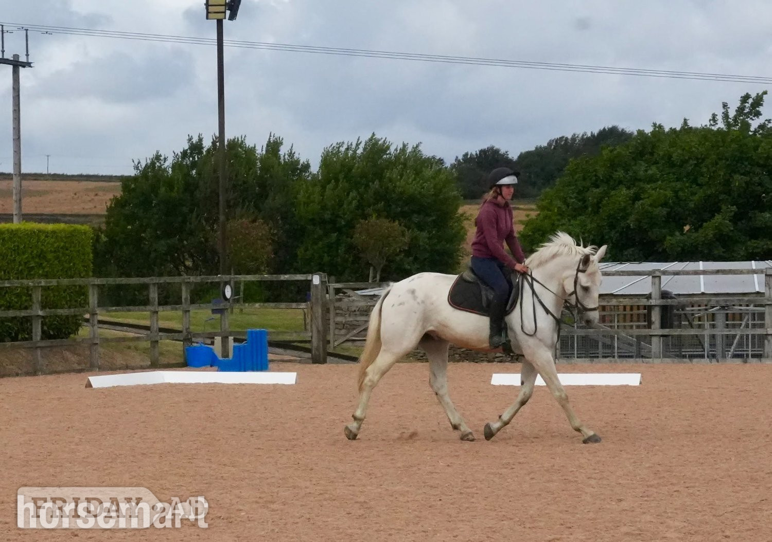 "Tyson" Grey Gelding Young Sport Horse - Horses in Huddersfield