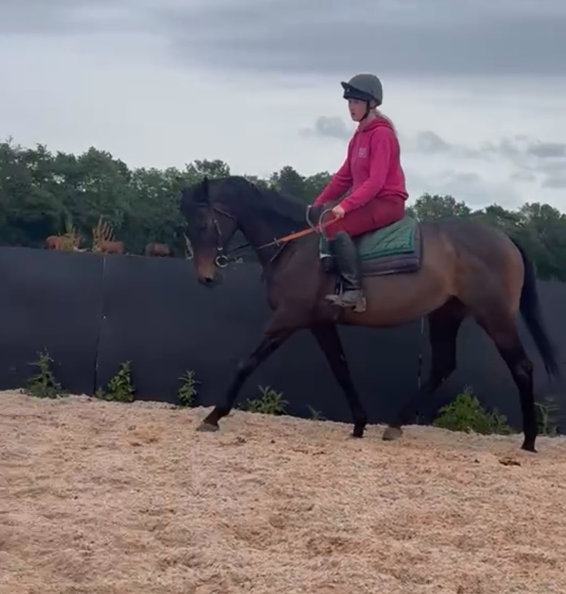 "penny" Dark Bay Mare Ex Racehorse in Middlewich