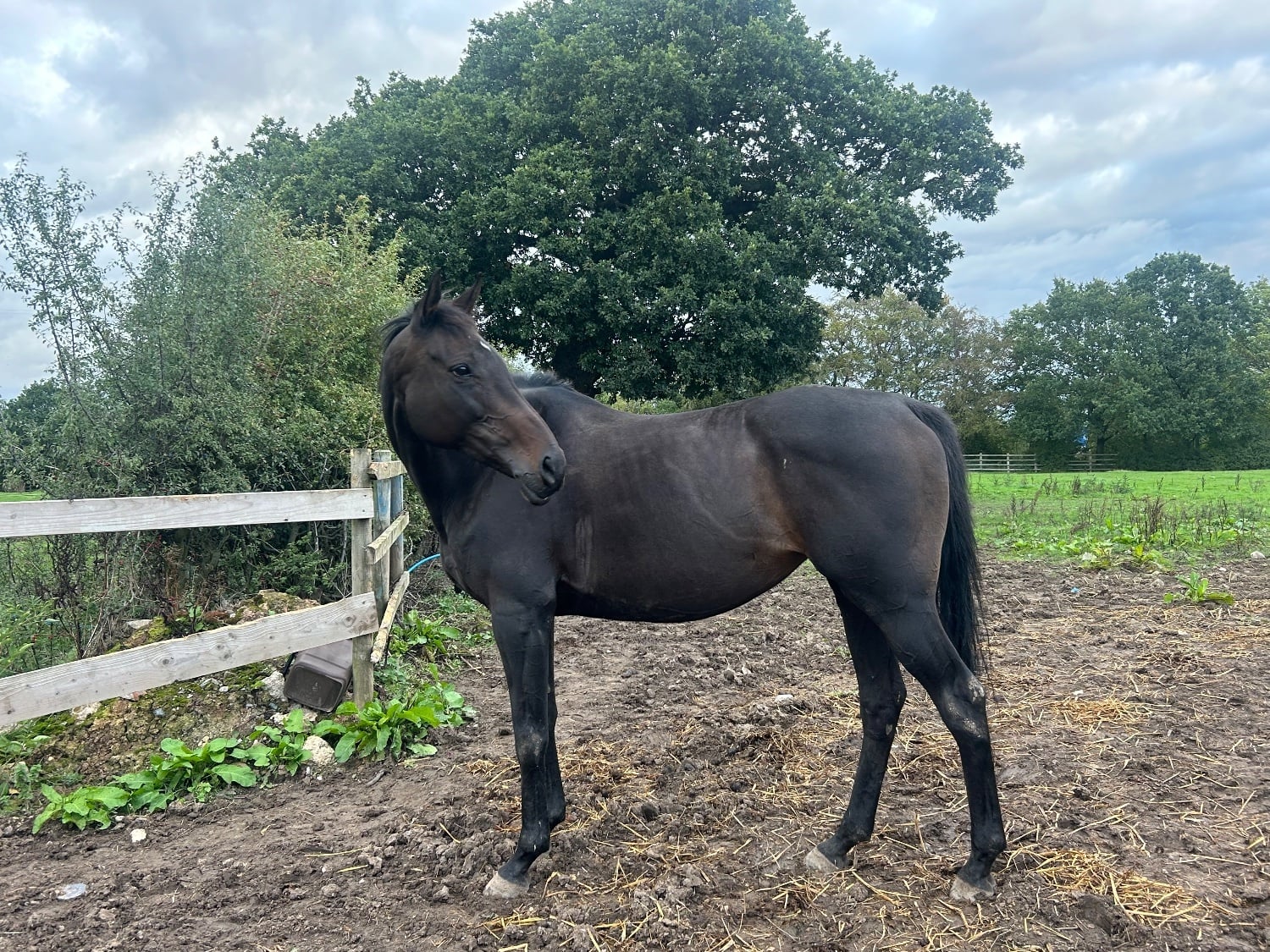 "penny" Dark Bay Mare Ex Racehorse