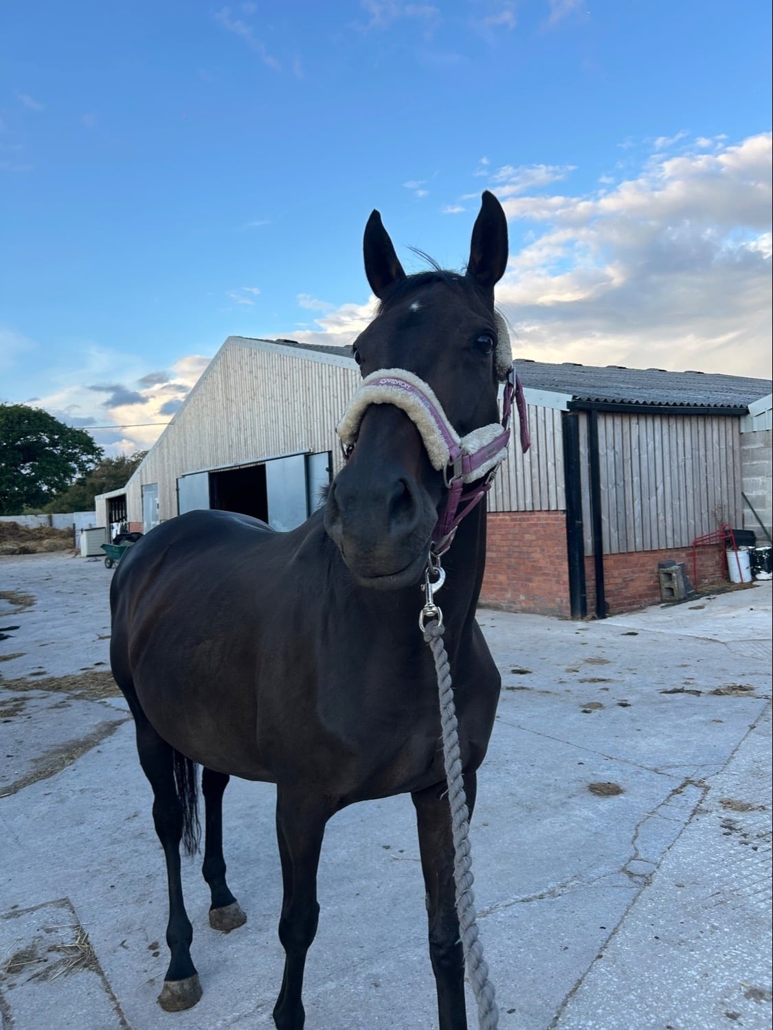 Middlewich "penny" Dark Bay Mare Ex Racehorse