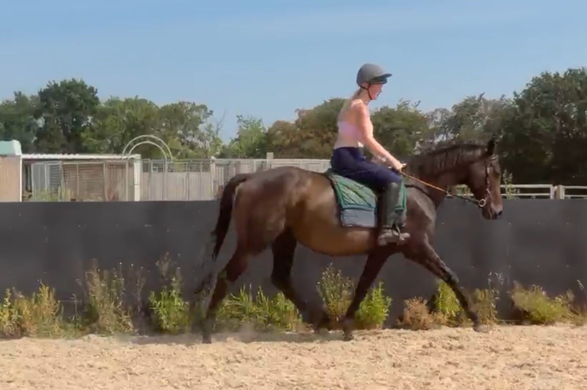 "penny" Dark Bay Mare Ex Racehorse - Horses in Middlewich