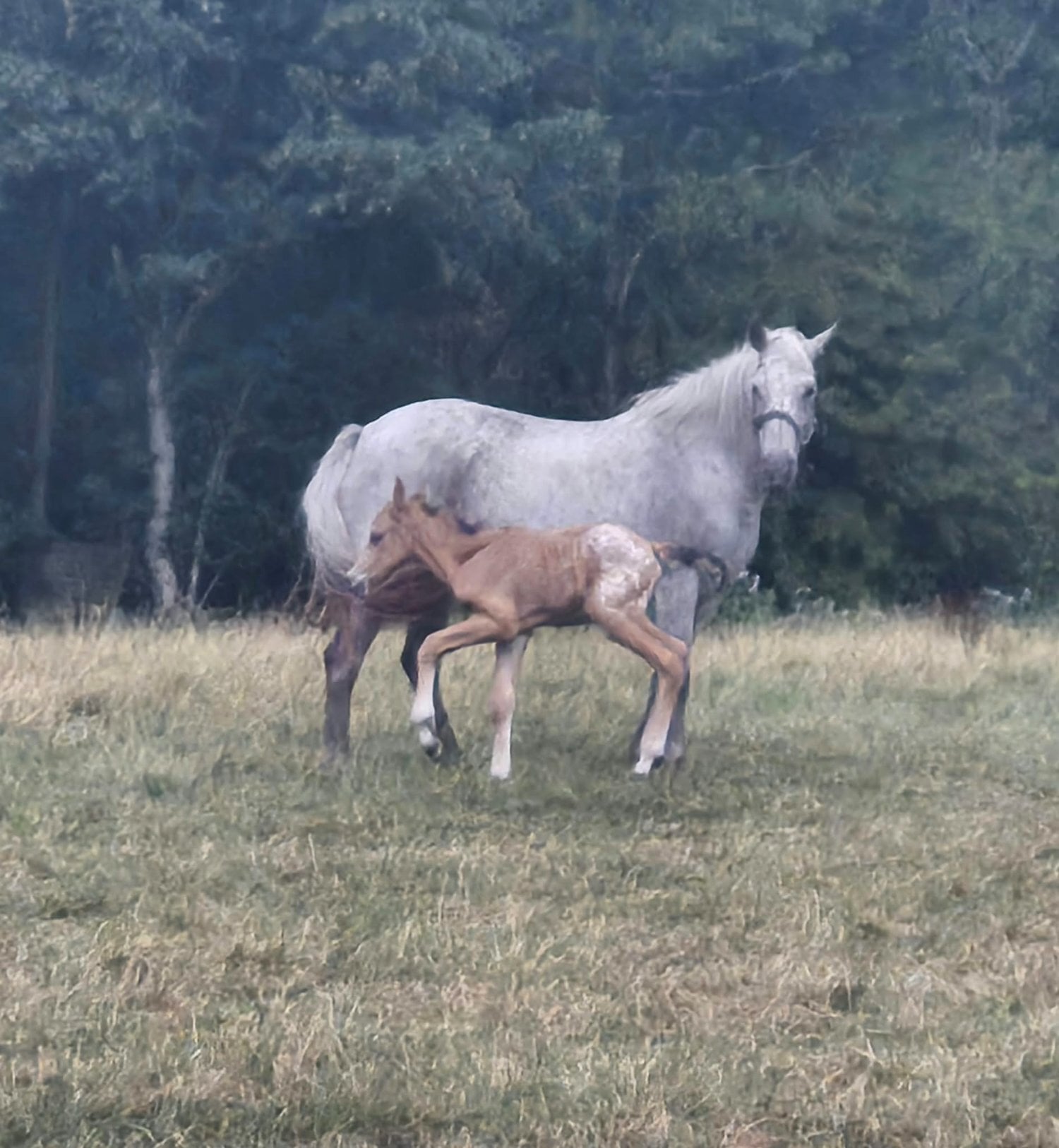 Wigan "Dennis" Buckskin Gelding Youngstock / Foal