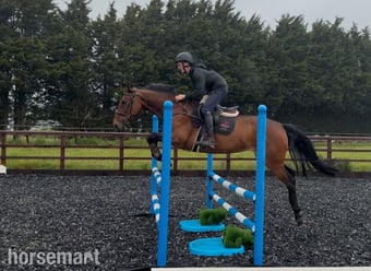"KILDERRYS SPARROW"  Mare All Rounder
