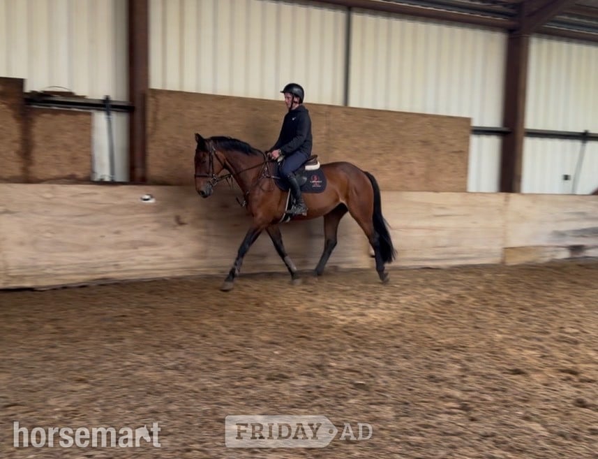 "KILDERRYS SPARROW"  Mare All Rounder