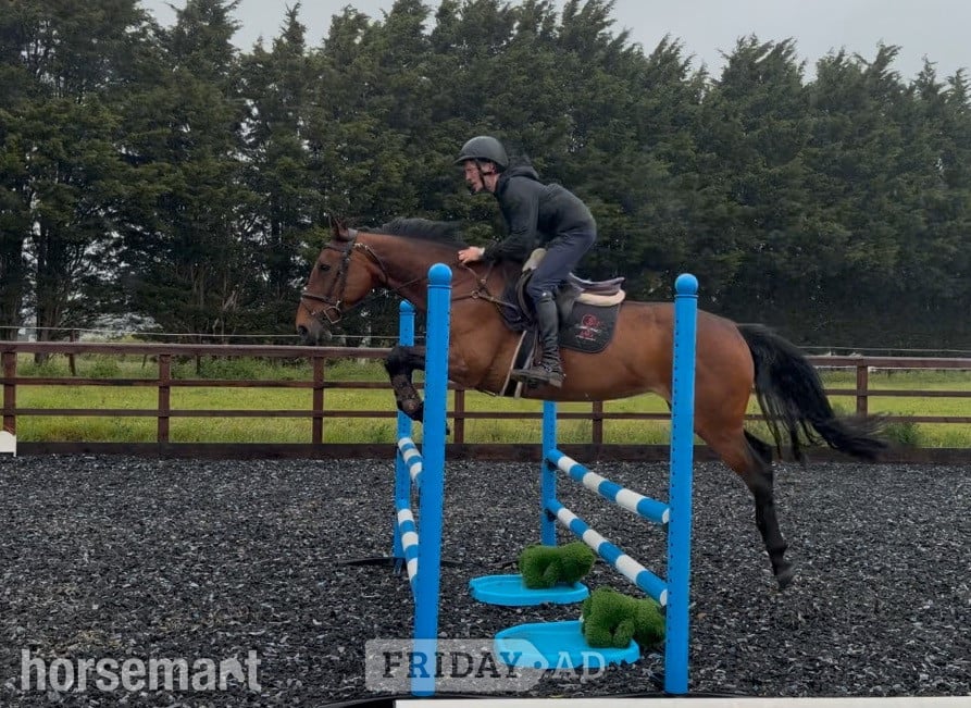 "KILDERRYS SPARROW"  Mare All Rounder in Towcester