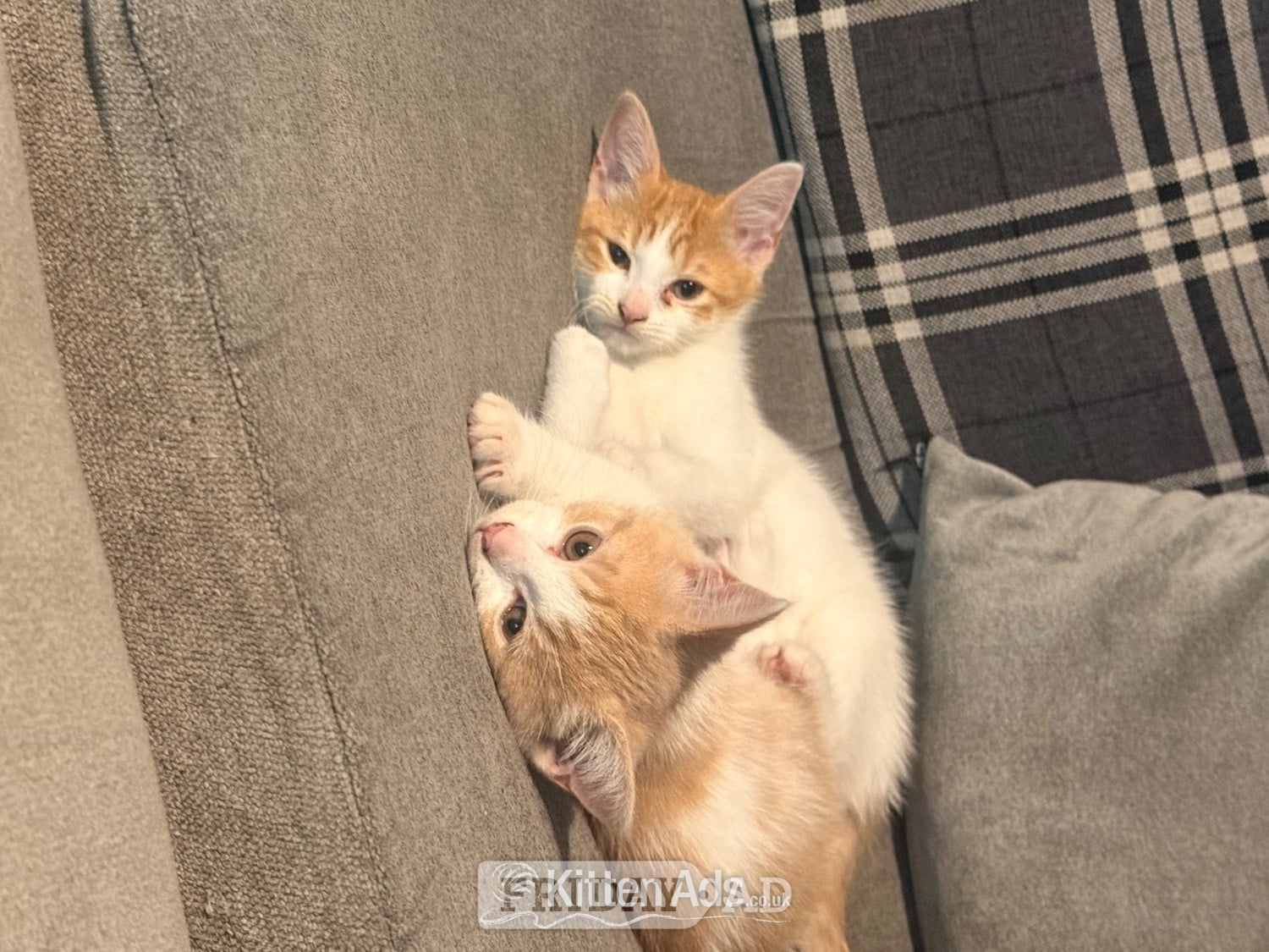 Mixed breed kittens ragdoll x shorthair  in Rochdale