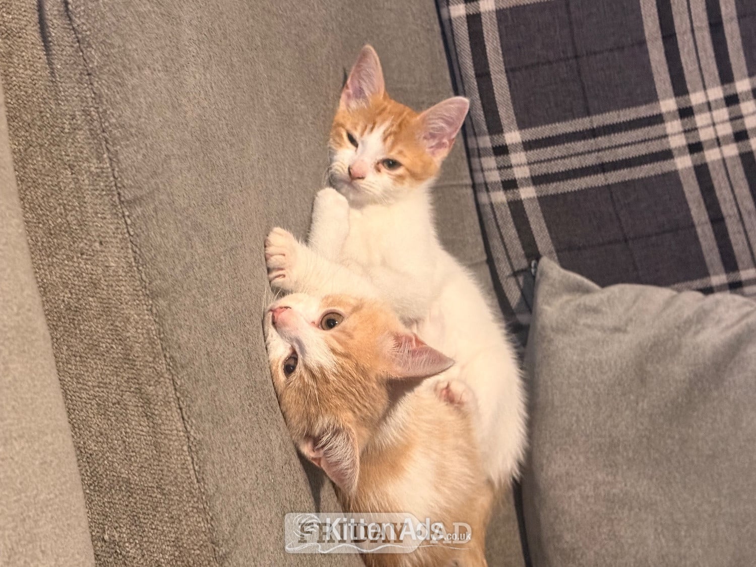 Mixed breed kittens ragdoll x shorthair 