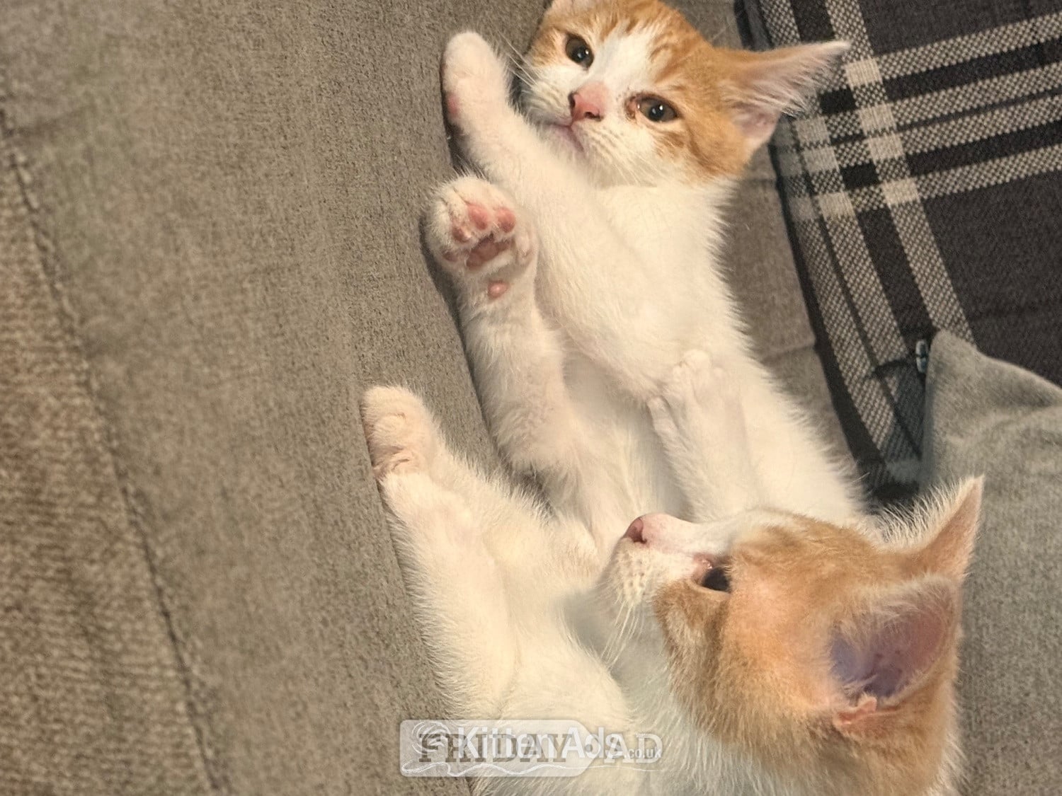 Rochdale Mixed breed kittens ragdoll x shorthair 